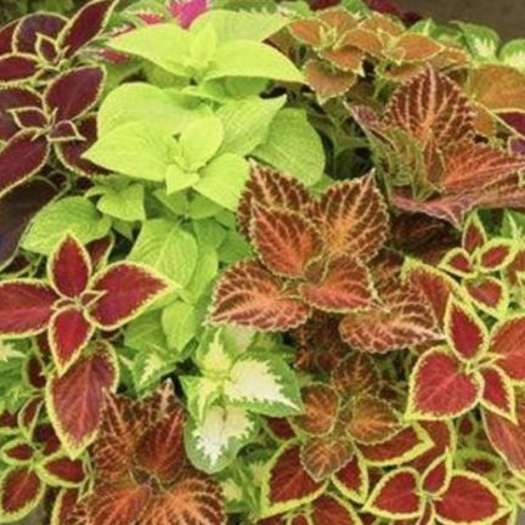 240/1200/2400Pcs Coleus seeds, Coleus, Rainbow Mixed Colors pattern for sun and shade(240 Seeds)