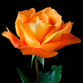 Orange Hybrid Tea Rose Seeds: Perennial Flower (2/10/20+ Seeds)(2 Seeds)