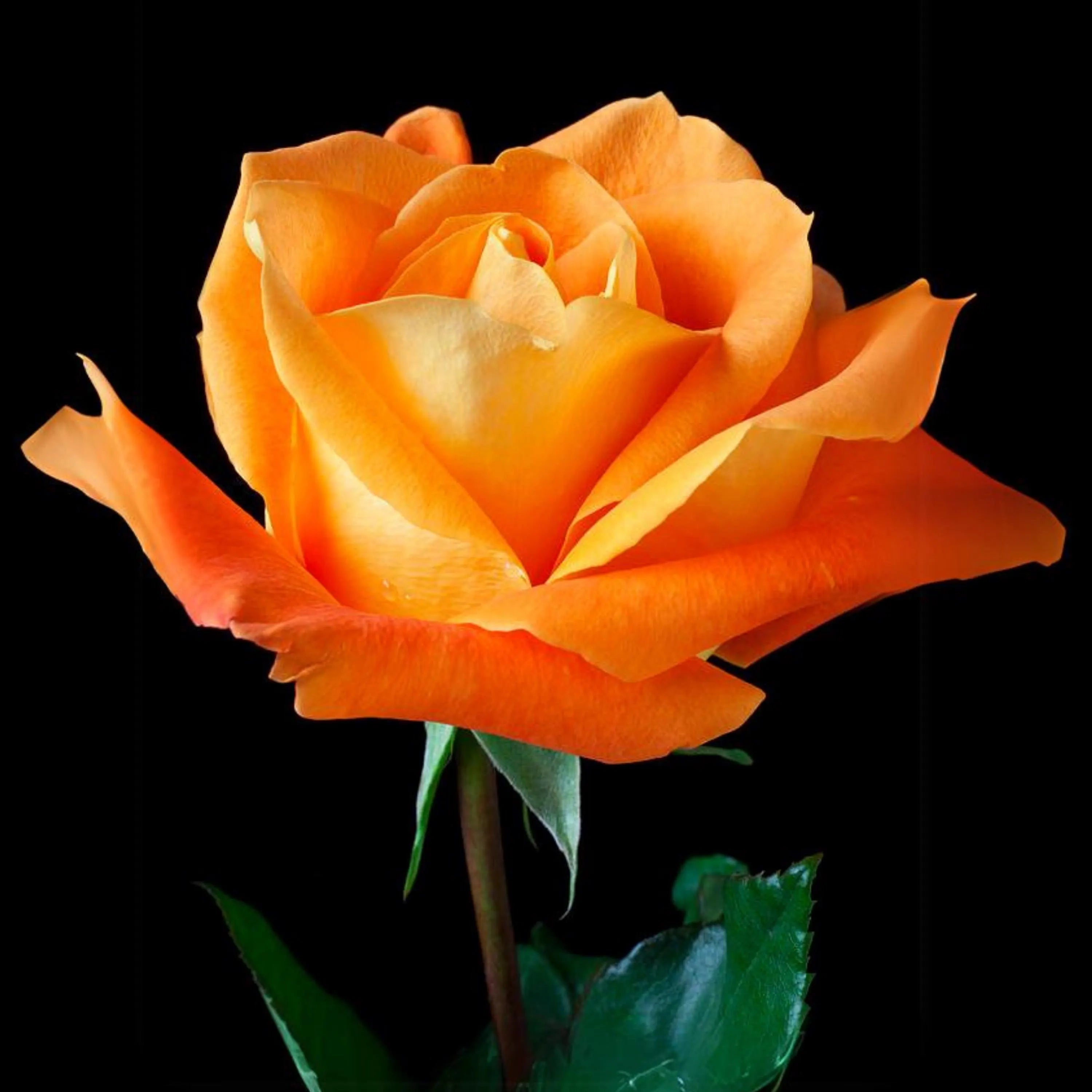 Orange Hybrid Tea Rose Seeds: Perennial Flower (2/10/20+ Seeds)(2 Seeds)