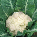 Cauliflower Seeds - Organic, Heirloom, Open Pollinated, Non GMO - Grow Indoors, Outdoors, In Pots, Grow Beds, Soil, Hydroponics  Aquaponics(20 Seeds)