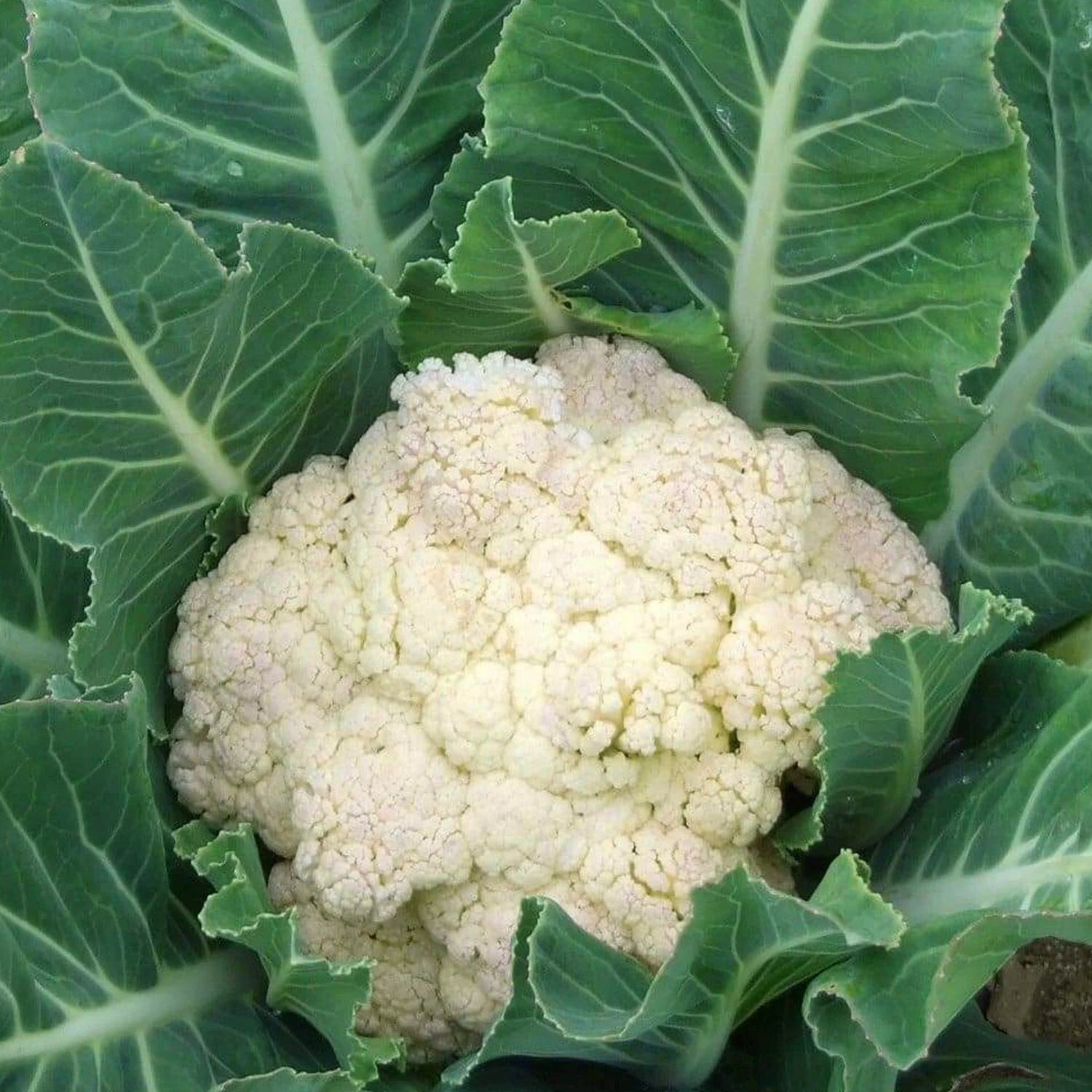 Cauliflower Seeds - Organic, Heirloom, Open Pollinated, Non GMO - Grow Indoors, Outdoors, In Pots, Grow Beds, Soil, Hydroponics  Aquaponics(20 Seeds)