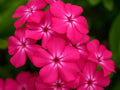 Hot Pink Phlox Seeds – Easy-Grow Annual Flowers, 20/100/200 Seeds(20 Seeds)