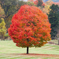 Sugar Maple Tree (Acer Saccharum) Seeds(20 Seeds)