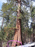 2/10/20 GIANT SEQUOIA Sequoiadendron Giganteum Sierra Redwood Tree Seeds(2 Seeds)