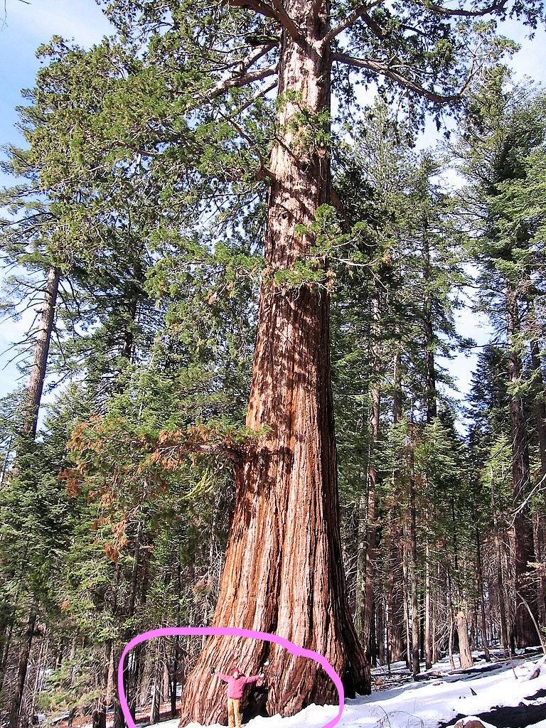 2/10/20 GIANT SEQUOIA Sequoiadendron Giganteum Sierra Redwood Tree Seeds(2 Seeds)