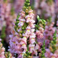 Snapdragon Potomac lavender seeds 40/200/400(40 Seeds)