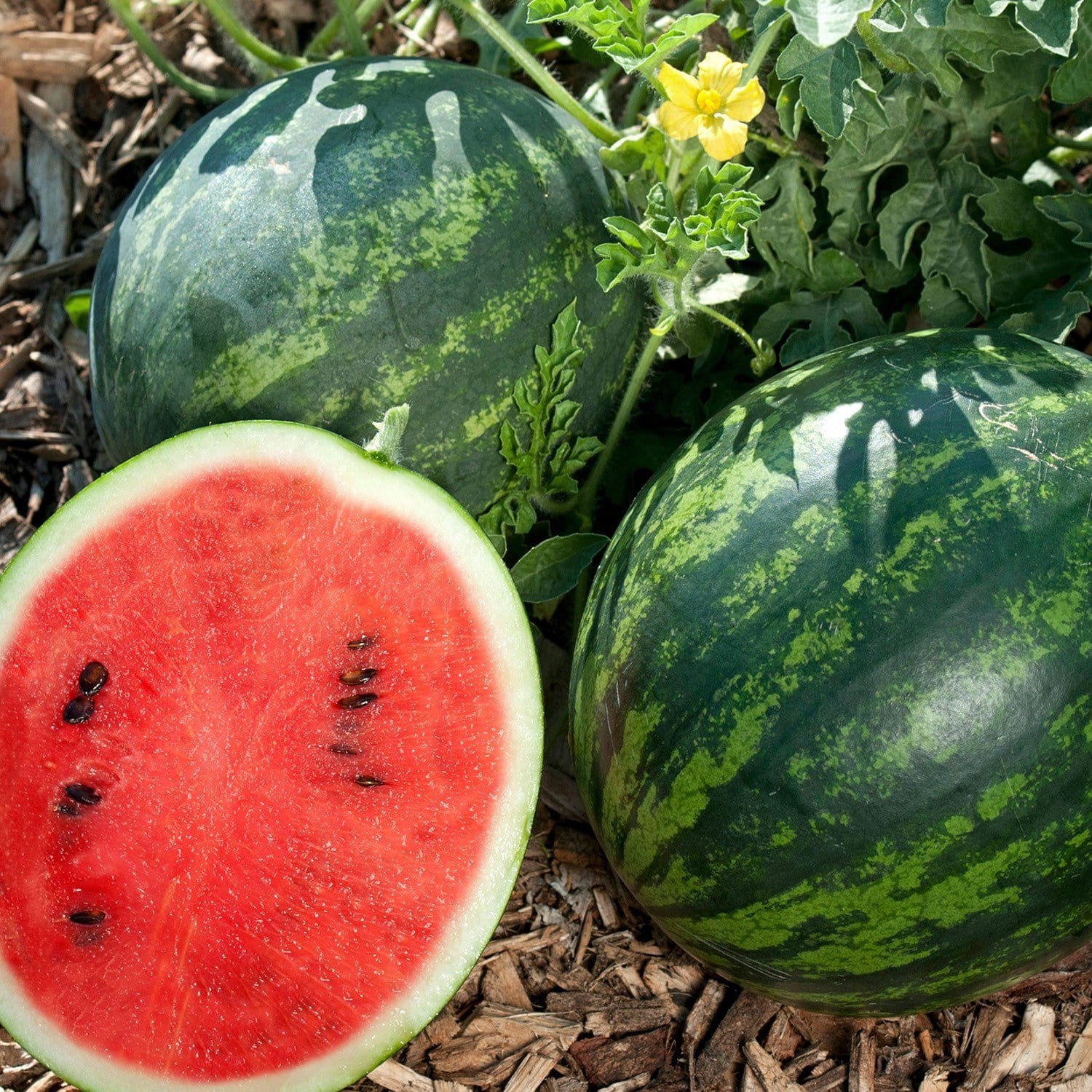 Watermelon Sugar Seeds - Organic, Heirloom, Open Pollinated, Non GMO - Grow Indoor, Outdoor, In Grow Beds, Hydroponics, Aquaponics(20 Seeds)