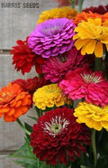 Zinnia Benary’s Giant mix zinnia seeds 10/50/100(10 Seeds)