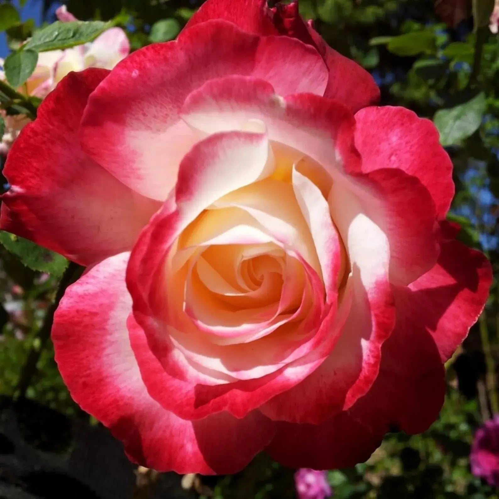 Double Delight Rose Bush  20/100/200 Seeds~Rare-Free Shipping-USA Seller(20 Seeds)