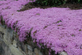 Creeping Thyme Seeds: Thymus serpyllum, Purple Shade Flowers(20 Seeds)