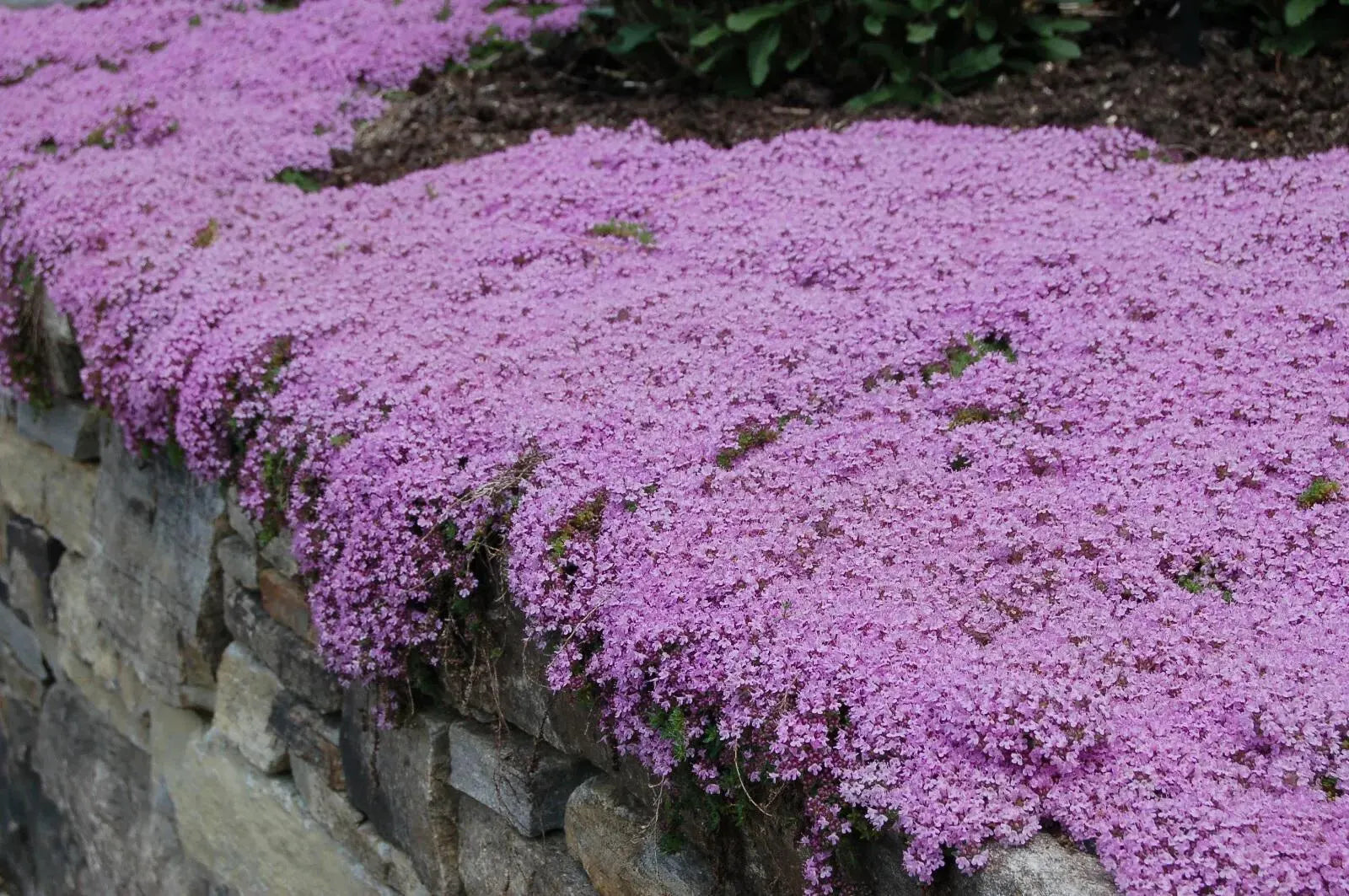 Creeping Thyme Seeds: Thymus serpyllum, Purple Shade Flowers(20 Seeds)