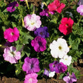 Dwarf Petunia Seeds: Multicolor Mix, Compact Blooms, Non-GMO(40 Seeds)