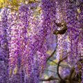 Wisteria Seeds – Elegant Cascading Blooms 10/50/100 Seeds | Fragrant Climbing Vine  Garden Showstopper(10 Seeds)