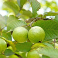 Guava Fruit Tree Seeds – 30/160/320 Pcs – Tropical Sweet Fruit for Home Gardens and Pots(30 Seeds)