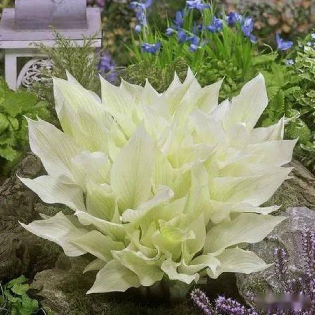 40/200/400pcs Hosta Plantaginea Fragrant Plantain Seeds Fire And Ice Shade White Lace.(40 Seeds)