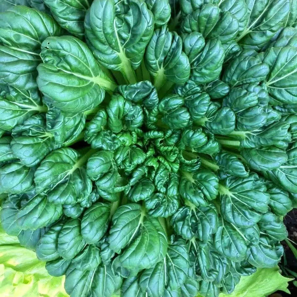 Tatsoi Pak Choi Vegetable Seeds, Cai Hoa Hong Seeds, Bok Choi, Heirloom Bok Choy Seed, Fast Growing Greens, Easy Grow Leafy Vegetable(500 Seeds)