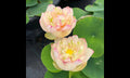 2/10/20 Rare Seeds| Nanjing Love Lotus Seeds  - Indian Lotus (Nelumbo nucifera) Seeds - Flower Seeds(2 Seeds)