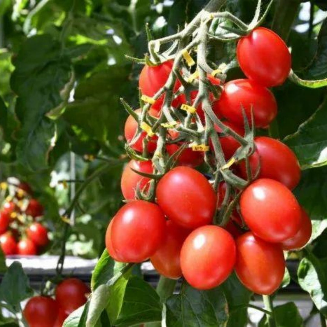 Tomato Red Cherry Seeds - Organic, Heirloom, Open Pollinated, Non GMO - Grow Indoors, Outdoors, Pots, Grow Beds, Hydroponics, Aquaponic(10 Seeds)