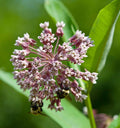 Common Milkweed Seeds 4/20/40+ Asclepias Native Wildflower PERENNIAL USA(4 Seeds)