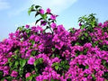 New Fresh 40/200/400pcs Bougainvillea Glabra Plant Seeds Generic(40pcs)