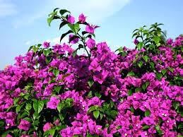 New Fresh 40/200/400pcs Bougainvillea Glabra Plant Seeds Generic(40pcs)