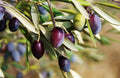 3/15/30 CANINO OLIVE TREE Olea Europaea Canino Edible European Common Green Black Fruit Seed(3 Seeds)
