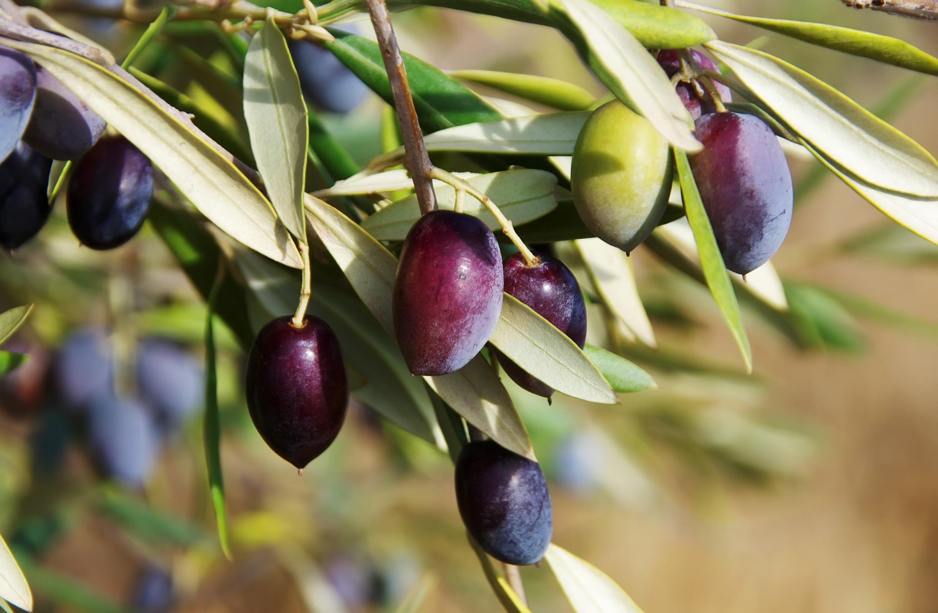 3/15/30 CANINO OLIVE TREE Olea Europaea Canino Edible European Common Green Black Fruit Seed(3 Seeds)