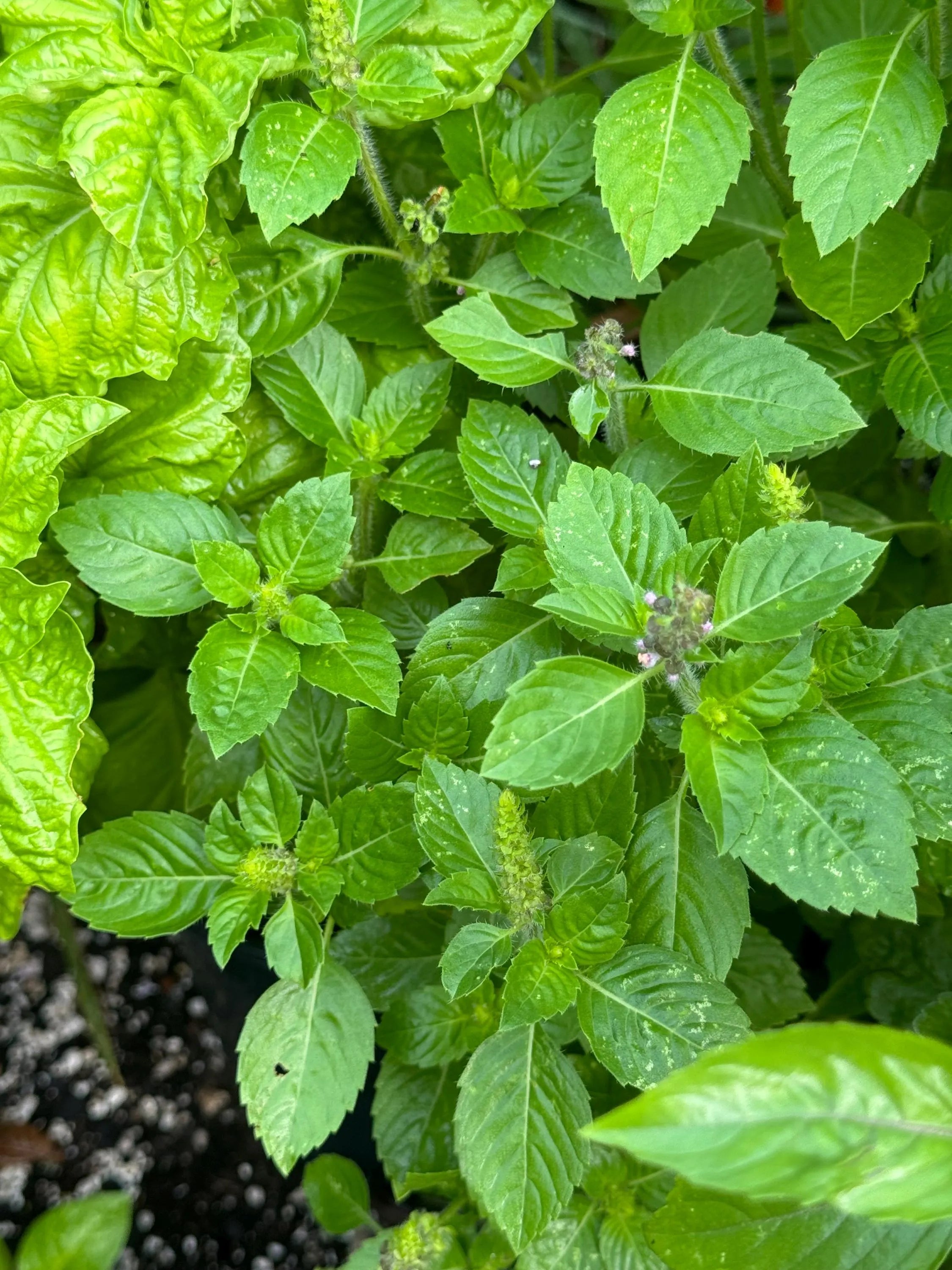 Basil Feleny  Herb seed 20/100/200(20 Seeds)