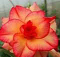 2/10/20 Pcs Desert Rose Seeds - Orange Red Adenium Obesum Bonsai Flower Seeds(2 Seeds)