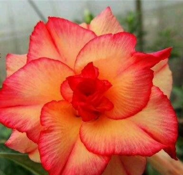 2/10/20 Pcs Desert Rose Seeds - Orange Red Adenium Obesum Bonsai Flower Seeds(2 Seeds)