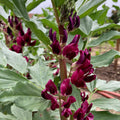 Crimson Flowered Fava Beans, Certified Organic Heirloom Seeds Rare Fava Seeds Grown in USA Cover Crop Make Beaded Bracelets Beaded Necklaces(2 Seeds)