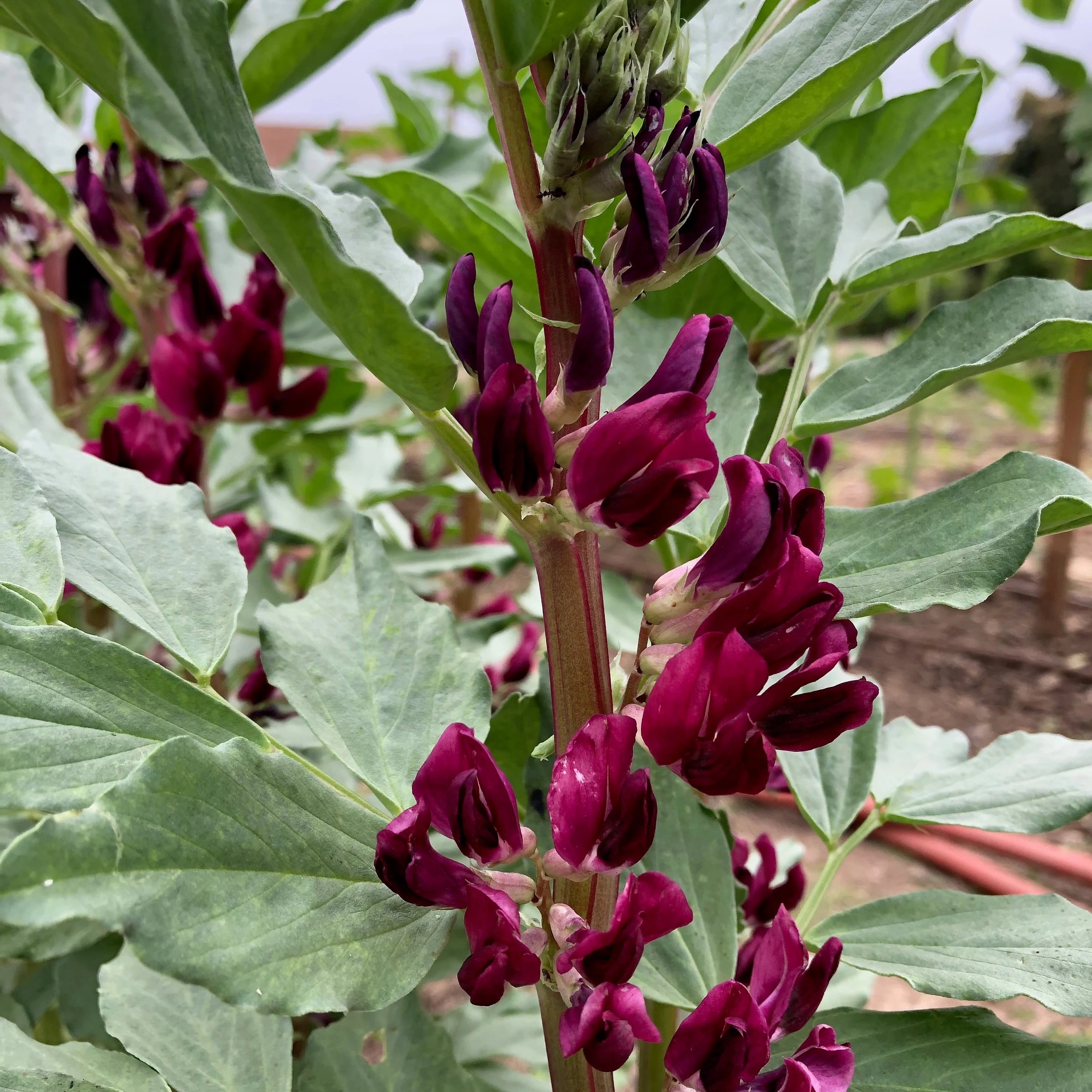Crimson Flowered Fava Beans, Certified Organic Heirloom Seeds Rare Fava Seeds Grown in USA Cover Crop Make Beaded Bracelets Beaded Necklaces(2 Seeds)