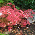 Matsukaze Japanese Maple Tree (Acer Palmatum;Matsukaze;) Seeds(2 Seeds)