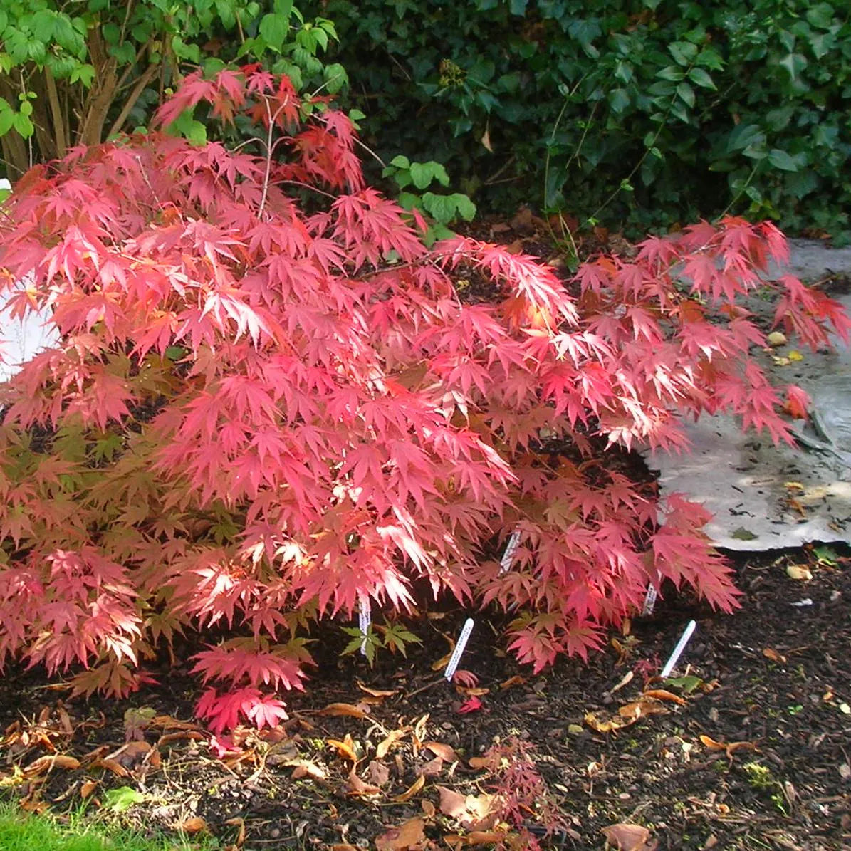 Matsukaze Japanese Maple Tree (Acer Palmatum;Matsukaze;) Seeds(2 Seeds)