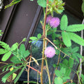 4/20/40 Mimosa Pudica Sensitive Plant Seeds(4 Seeds)