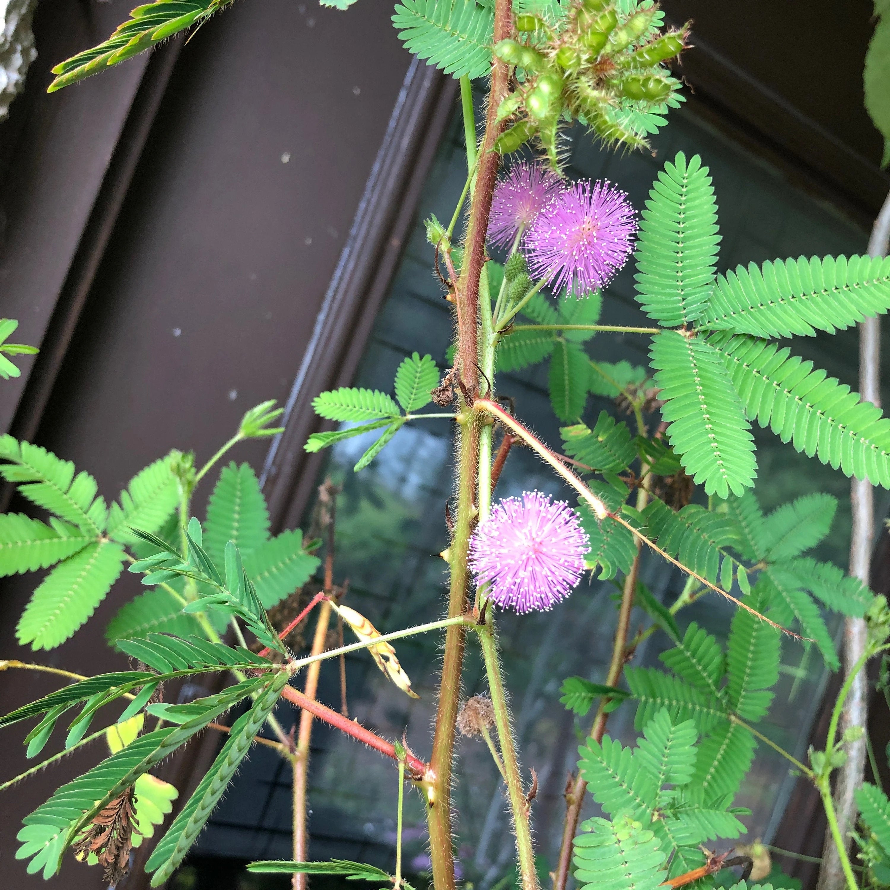 4/20/40 Mimosa Pudica Sensitive Plant Seeds(4 Seeds)