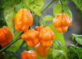 Scotch Bonnet pepper seeds(8 Seeds)