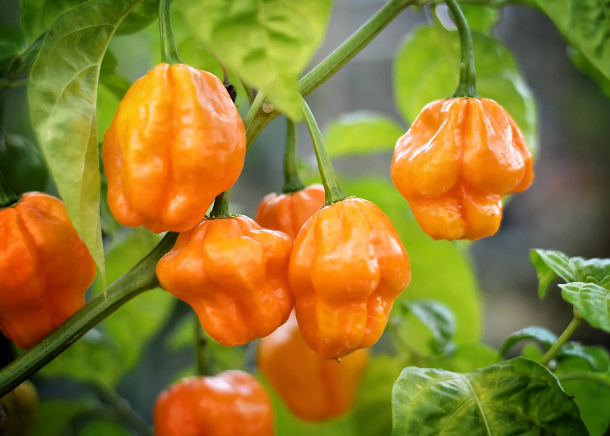 Scotch Bonnet pepper seeds(8 Seeds)