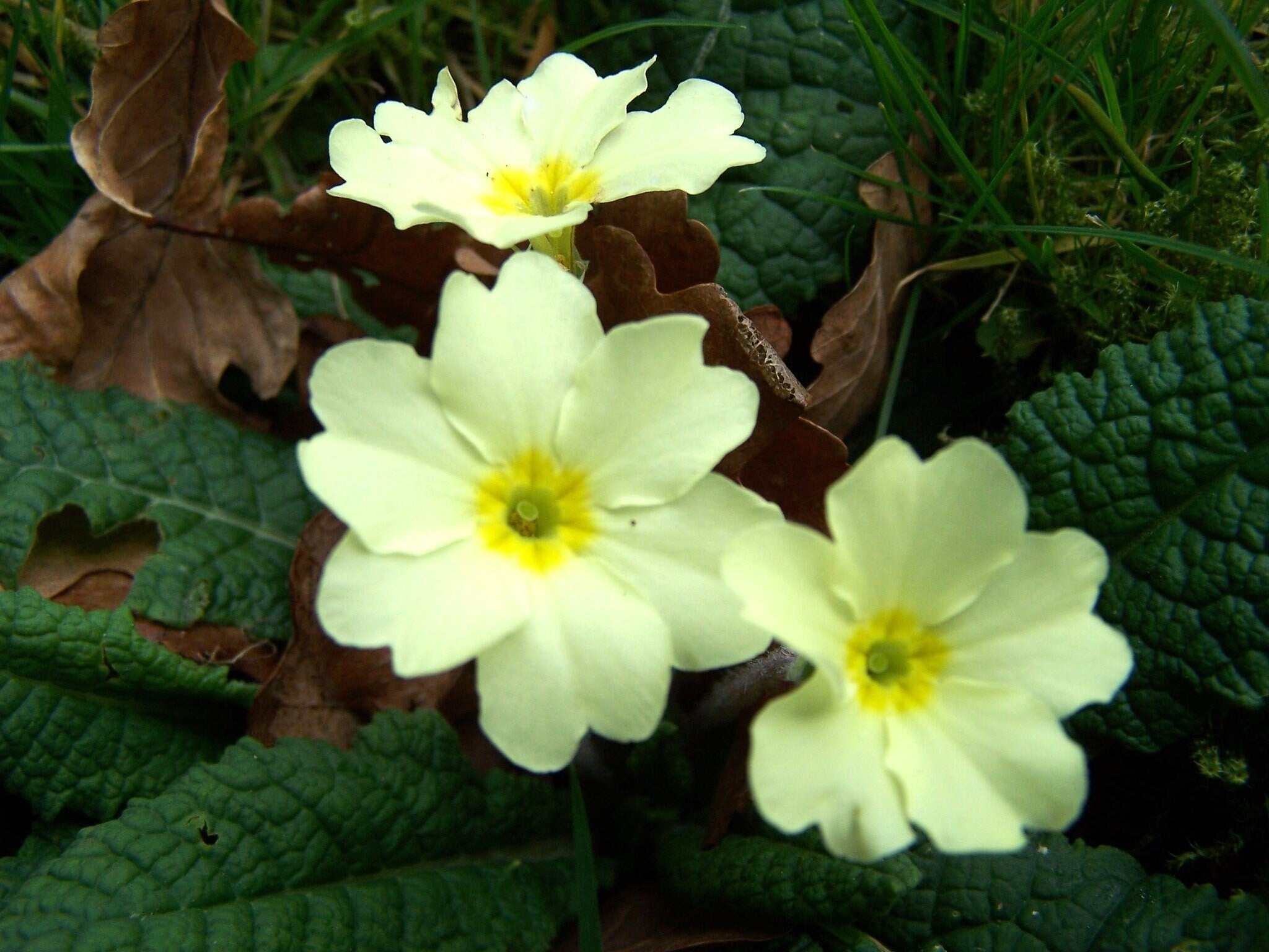 Primula Vulgaris - Common Primrose  seed(5 Seeds)