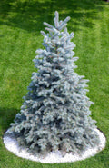 10/50/100 Colorado BLUE SPRUCE Tree Picea Pungens Glauca Christmas Tree White Silver Spruce Evergreen Seeds(10 Seeds)