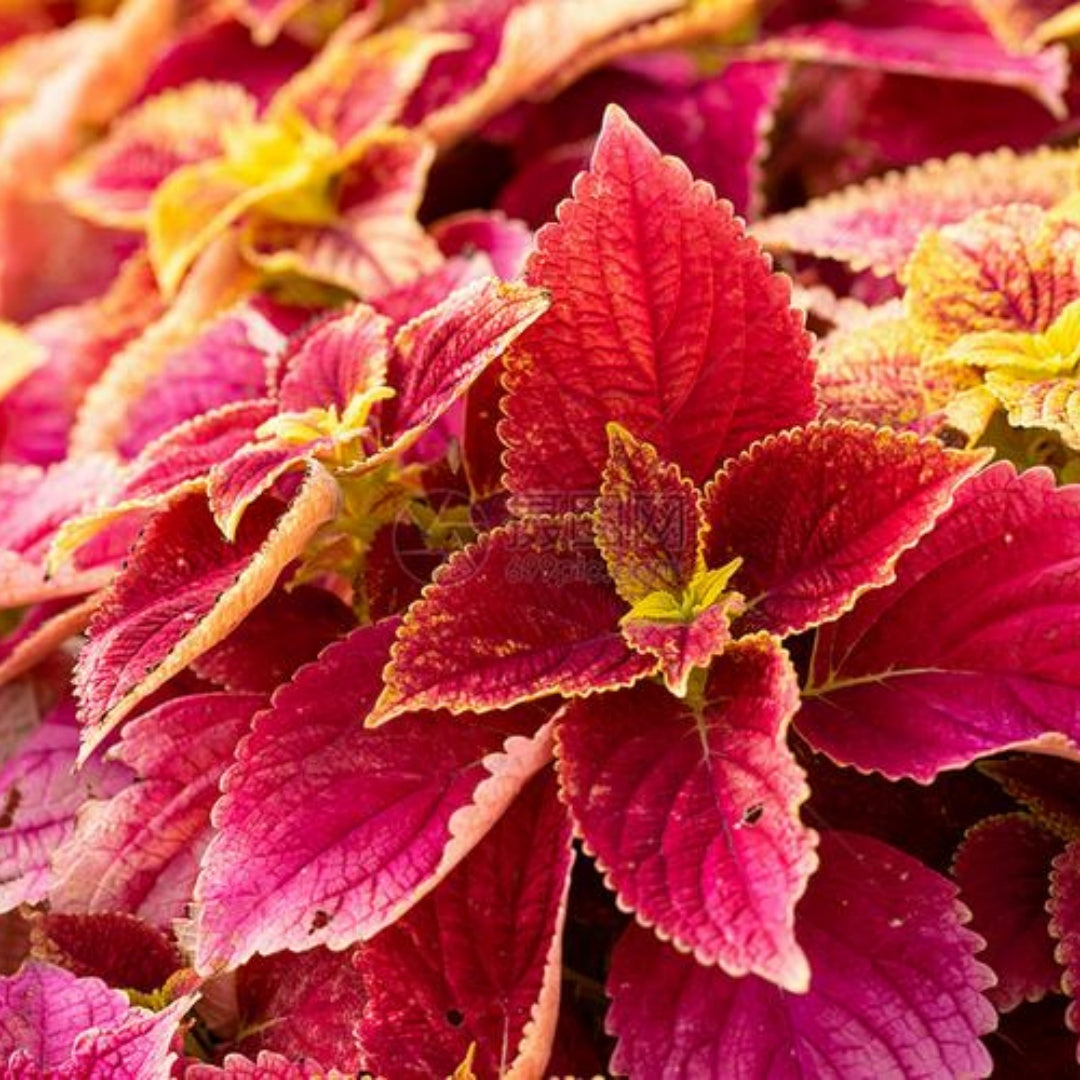 Coleus Blumei Seeds — Colorful Foliage Plant(6pcs)