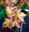20 Purple Green Japanese Maple Tree Bonsai Seeds Heirloom Rare colorful plant(2 Seeds)