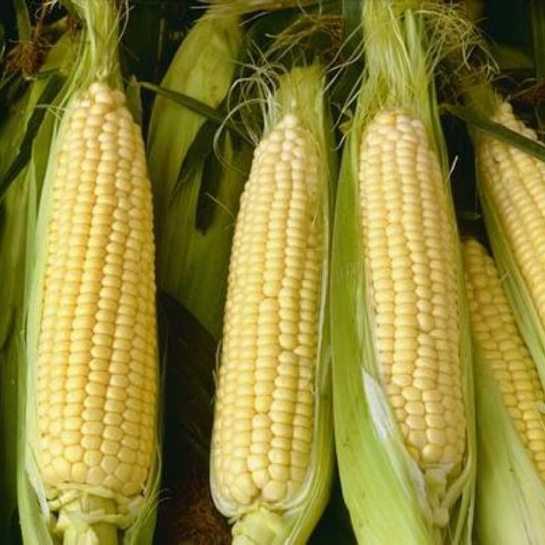 Early Golden Bantam Corn Seeds 20/100/200 Ct Yellow Sweet Vegetable Heirloom USA(20 Seeds)