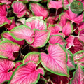 Florida Sweetheart Caladium Seeds: Pink Strap Foliage - Hardy Garden Plant(100 Seeds)