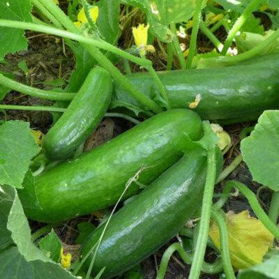 Muncher Cucumber Seeds - Popular, High-Yielding, Burpless Variety - Great for Slicing and Snacking - Delicious, Mild,  Subtly Sweet Flavor(20 Seeds)