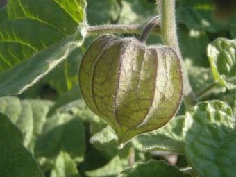 Cape Gooseberry, Physalis peruviana, 90/450/900 seeds per pack, Organic, GMO Free Seeds, Solanaceae(90 Seeds)