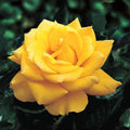10/50/100+ Seeds| Yellow Shrub Rose Seeds - Rosa - Perennial - Cold Resistant - Open-Pollinating - Perennial - Bloom in Spring/ Summer/ Fall(10 Seeds)