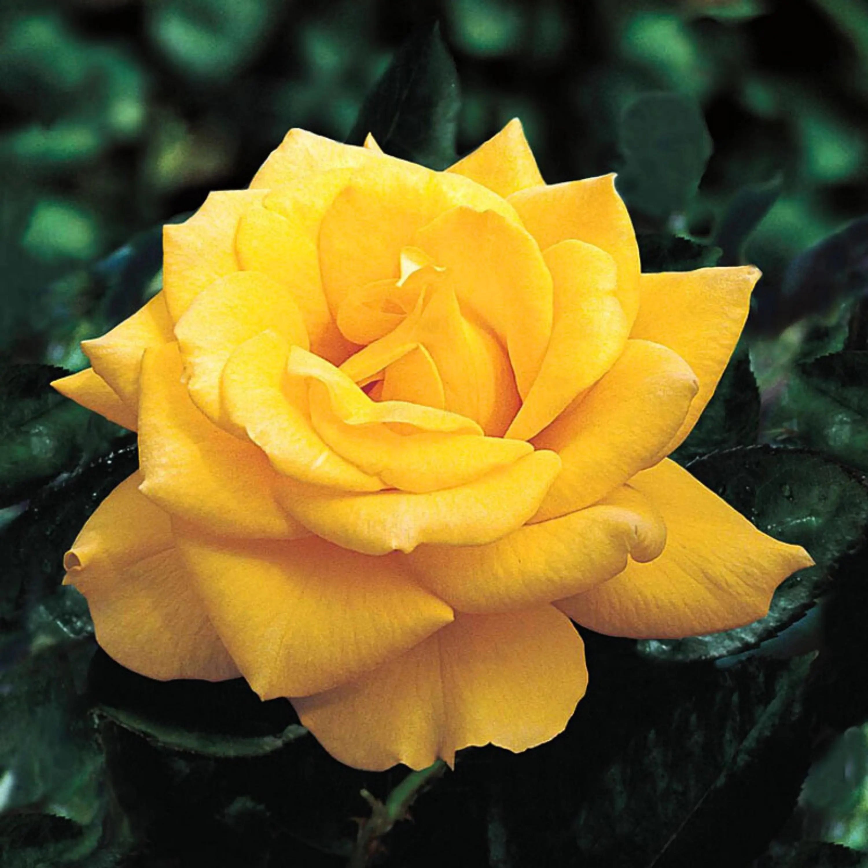 10/50/100+ Seeds| Yellow Shrub Rose Seeds - Rosa - Perennial - Cold Resistant - Open-Pollinating - Perennial - Bloom in Spring/ Summer/ Fall(10 Seeds)