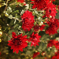 Sublime Cherry Mum Chrysanthemum Seeds 4/20/40+ Seeds Mum Flower, Flower Seeds, Annual Seeds, Bulk Seeds, Wholesale(4 Seeds)