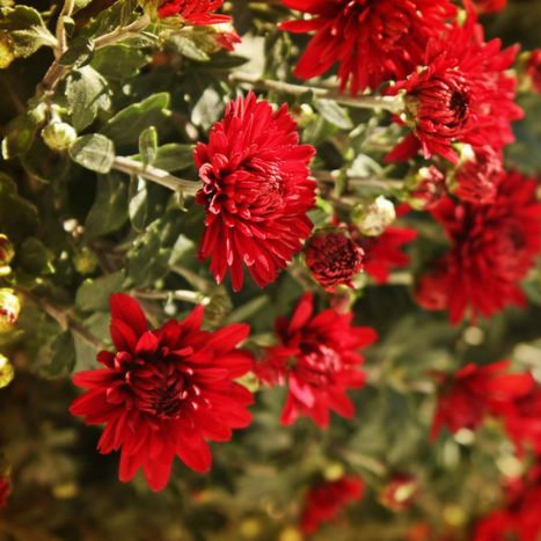 Sublime Cherry Mum Chrysanthemum Seeds 4/20/40+ Seeds Mum Flower, Flower Seeds, Annual Seeds, Bulk Seeds, Wholesale(4 Seeds)